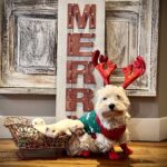 HappyHolidays